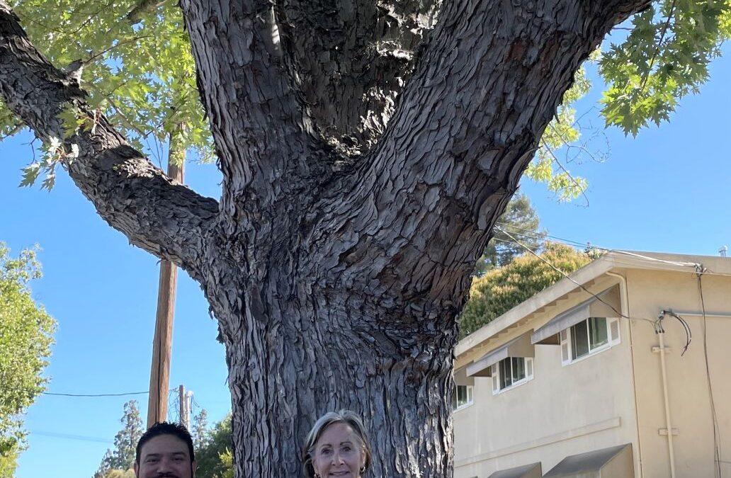 Speaking up for street trees