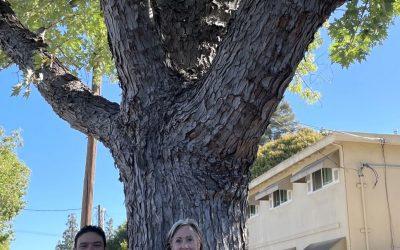 Speaking up for street trees