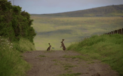 Biodiversity in the Vineyard: Grgrich Hills Estate