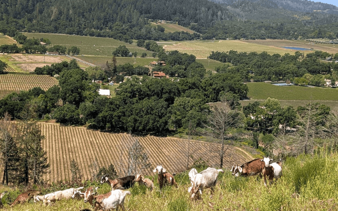 Building Resilience in Napa