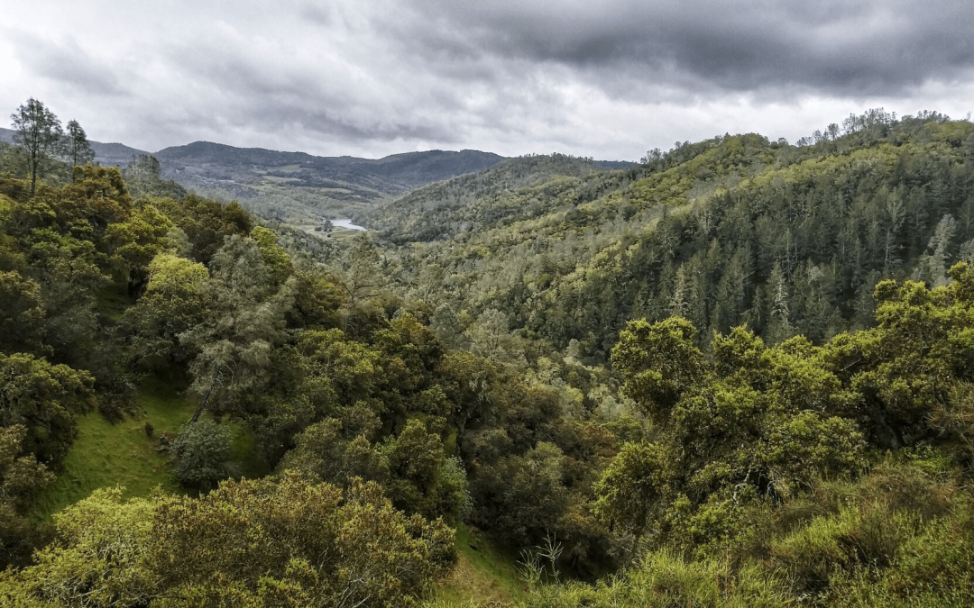 Investing in our forests: North Bay Forest Improvement Program Opens Soon